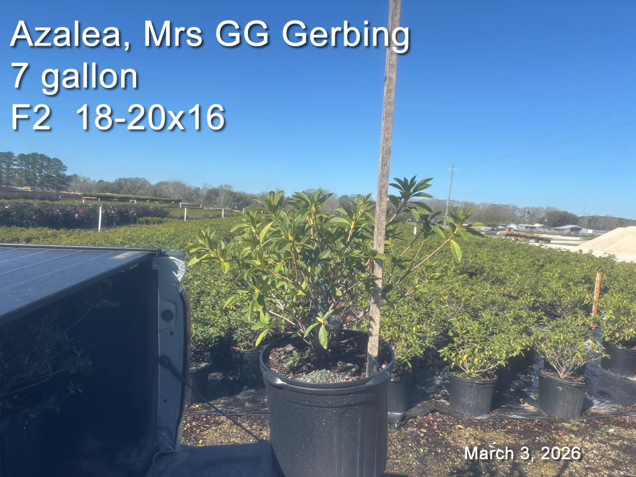 gallery/gg7 f2 mar3.jpg